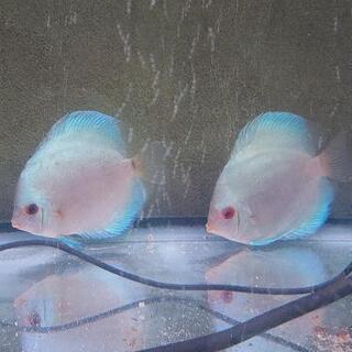 飼育できなくなった❗熱帯魚❗金魚❗メダカ❗ザリガニ❗その他…