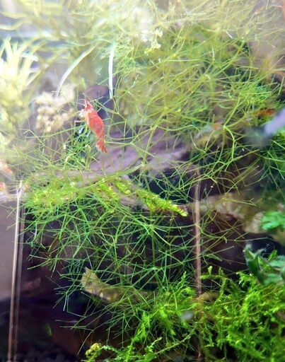 水草 二テラ 高水質浄化 エビや稚魚の隠れ家に Aqua 南仙台のその他の中古あげます 譲ります ジモティーで不用品の処分