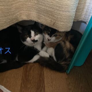 生後3カ月の子猫3匹の里親募集(1匹からの引き取りでも可)