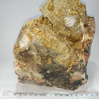 貝化石  母岩つき  原石  天然石  大サイズ