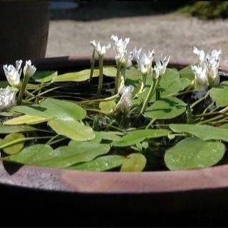 ミズサンザシ1株　水草　水生植物