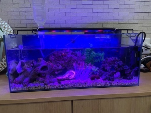 出 水槽1式 60cm 生体 飼育用品 求 ワインセラー 取引者決定 たなぴー 都城の交換したいの助け合い ジモティー 出 水槽1式 60cm 生体 飼育用品 求 ワインセラー 取引者決定 たなぴー 都城の交換したいの助け合い ジモティー