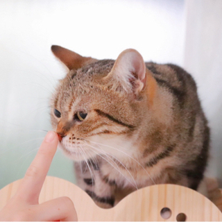 猫ちゃんと暮らすのが夢…そんな方へ【就労継続支援B型】 − 大阪府