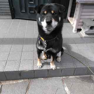 耳が垂れていますが柴犬です（血統書あり）