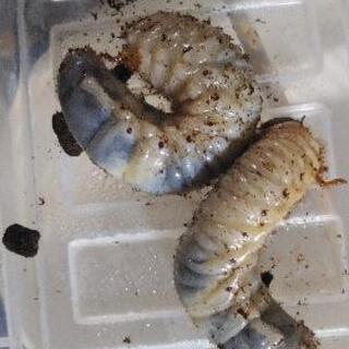 【ネット決済・配送可】国産カブトムシの幼虫3匹セットケース、マット入り