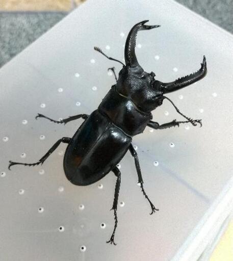 サヌチフタマタクワガタ 成虫ペア