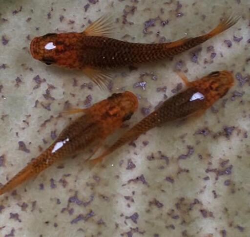 メダカ 来光 ブラックリム 強 １ペア １ありがとうございました しばまる 寄居のその他の中古あげます 譲ります ジモティーで不用品の処分