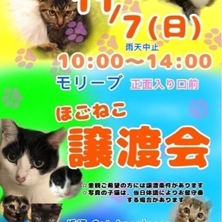 １１月７日　保護猫の譲渡会開催