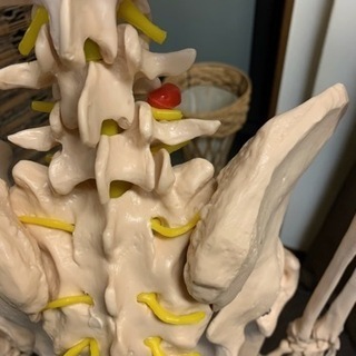 等身大　人体骨格模型