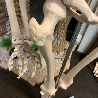 等身大　人体骨格模型