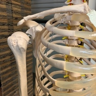 等身大　人体骨格模型