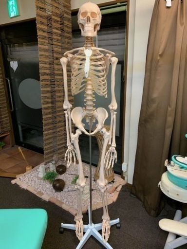 等身大　人体骨格模型