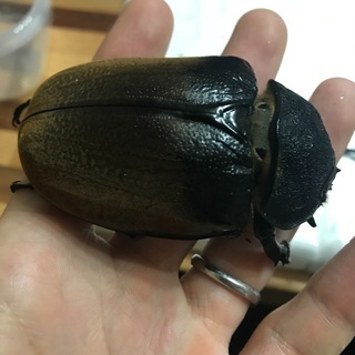 エレファスゾウカブト！ペア！