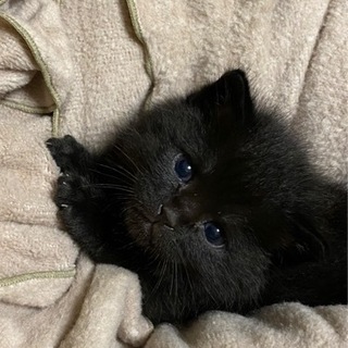 福島県 いわき市の里親募集｜ジモティー