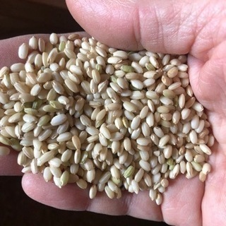 2021年収穫もち米(みやたまもち)玄米