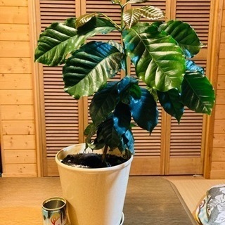 観葉植物 コーヒーの木
