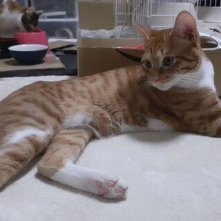 (一旦停止いたします)ねこ好きなら大歓迎！(=^・^=)　１歳のオス猫もらってください - 茨木市