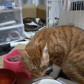 (一旦停止いたします)ねこ好きなら大歓迎！(=^・^=)　１歳のオス猫もらってください - 猫