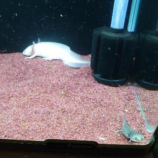 45水槽2つ　フルセット　ウーパールーパー