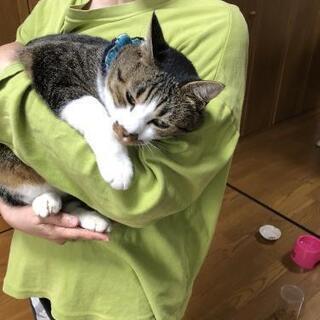 宮崎県の猫の里親募集 ジモティー