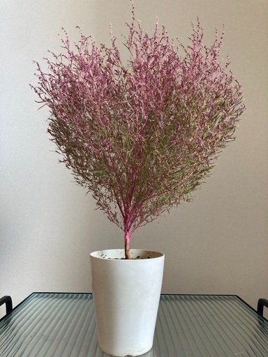 紅葉コキア鉢植え たくさん種取れそうです つのかけねいる 麻布十番のその他の中古あげます 譲ります ジモティーで不用品の処分