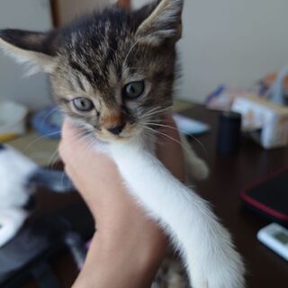 まだ、1ヶ月ちょいのメス猫ちゃん