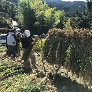 和歌山で援農ボランティア！ ～紀の川市 稲刈り＆稲架かけ～