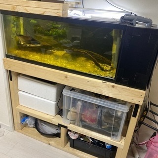 水槽 水槽台 簡易濾過層 ライト 生体 全部まとめてお願いします。 | w2