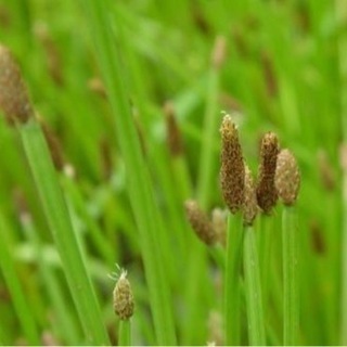 ヌマハリイ抜き苗　水草　水生植物