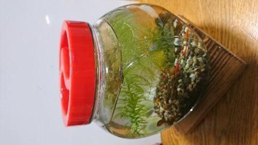 ボトルアクアリウム エビ 白メダカ 石巻貝 水草のセット Ted1952 高速神戸のその他の中古あげます 譲ります ジモティーで不用品の処分