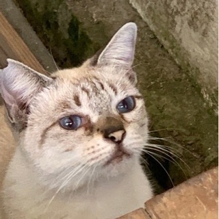 ブルーの目のさくら猫（仮称:ちろりちゃん）（推定1歳半）