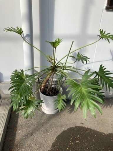 とても大きく育った観葉植物たち