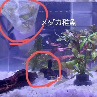 メダカとエビ