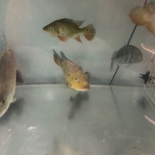 キクラ，ピーコックバス