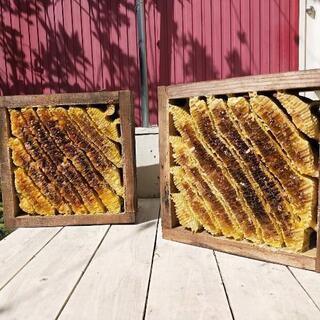 【開催間近】日本蜜蜂採蜜ワークショップ‼