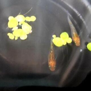 奈良県の中古金魚が無料 格安で買える ジモティー