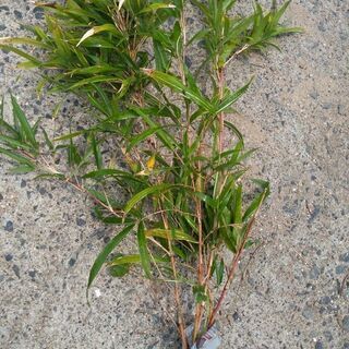 家庭菜園用 花壇用 真砂土(ふるいマサ土) 0-5㎜ 福岡県 4tダンプ 2.4