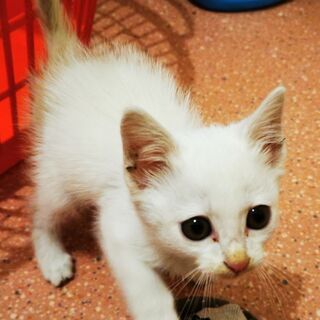かわいい子猫　真っ白