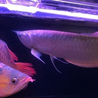 京都府の中古アロワナが無料 格安で買える ジモティー