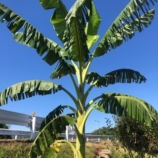 バナナの苗