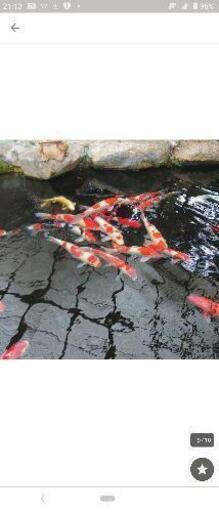 錦鯉、ペット、魚