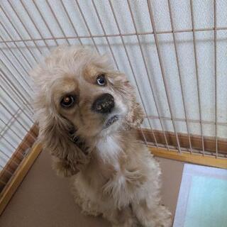 神奈川県のその他 犬 の里親募集 ジモティー