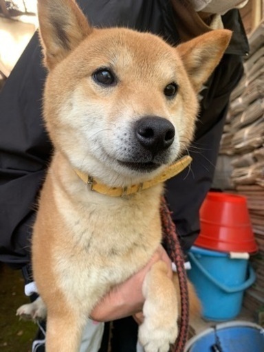 柴犬の女の子ゆずちゃん Chiemi 恵那の犬の里親募集 ジモティー