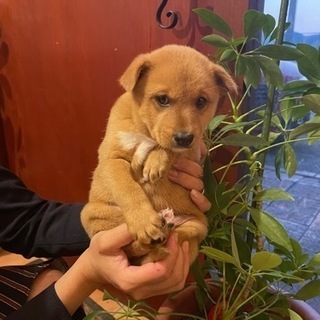 福岡県の犬の里親募集 ジモティー