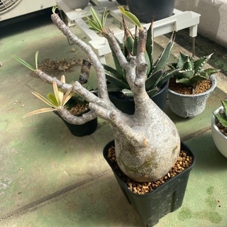 グラキリス　発根済み　現地球