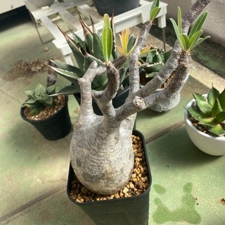 グラキリス　発根済み　現地球