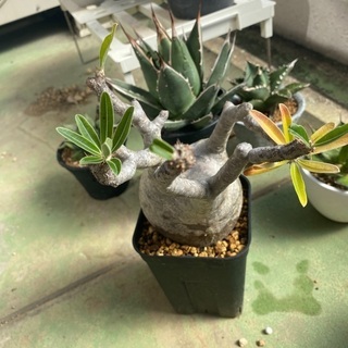 グラキリス　発根済み　現地球