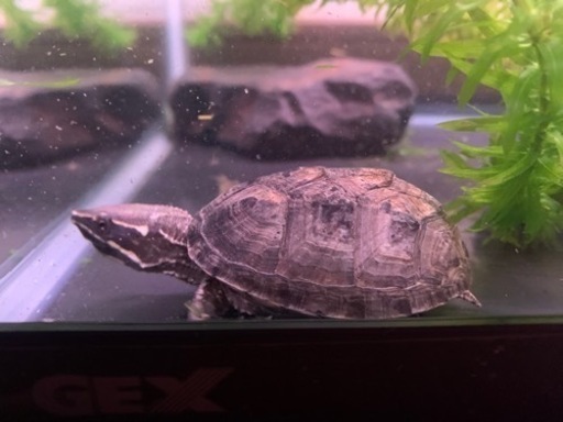 ミシシッピニオイガメ ままま 加佐登のその他の里親募集 ジモティー