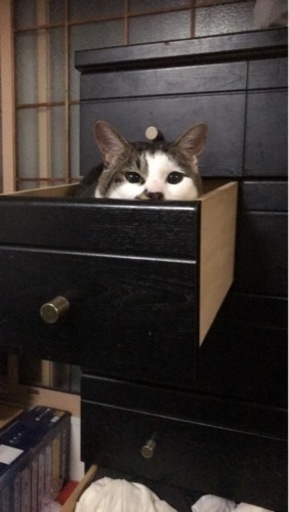 離れたくはないですが恋人が極度の猫アレルギーで 宮崎修斗 琴似の猫の里親募集 ジモティー