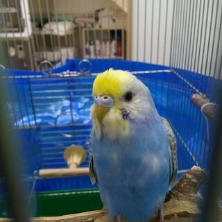 セキセイインコを保護しています